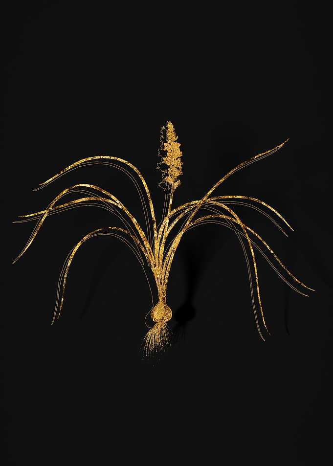 Gold Flora on Black