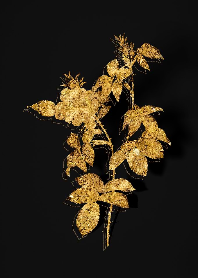 Gold Flora on Black