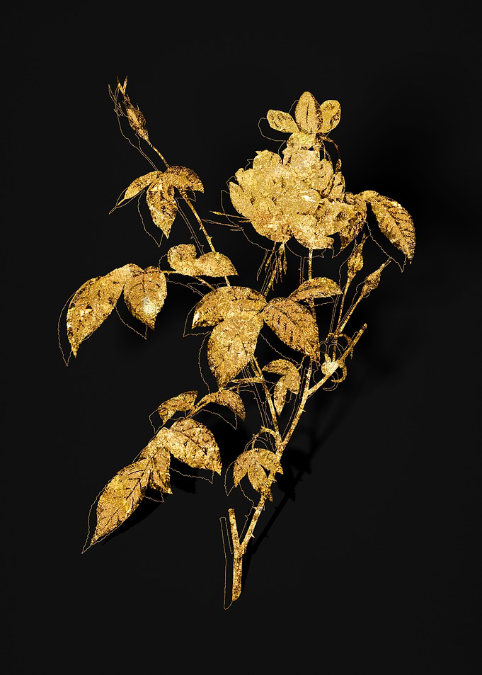 Gold Flower on Black