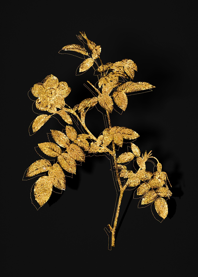 Gold Botanical on Black