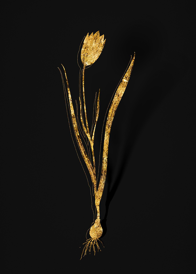 Gold Flora on Black