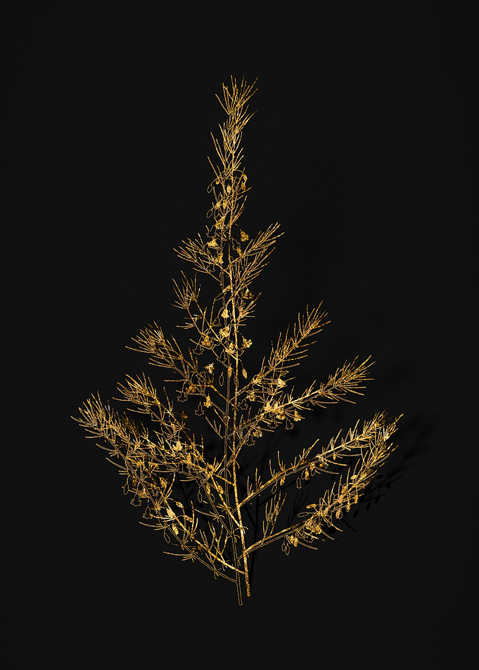 Gold Flower on Black