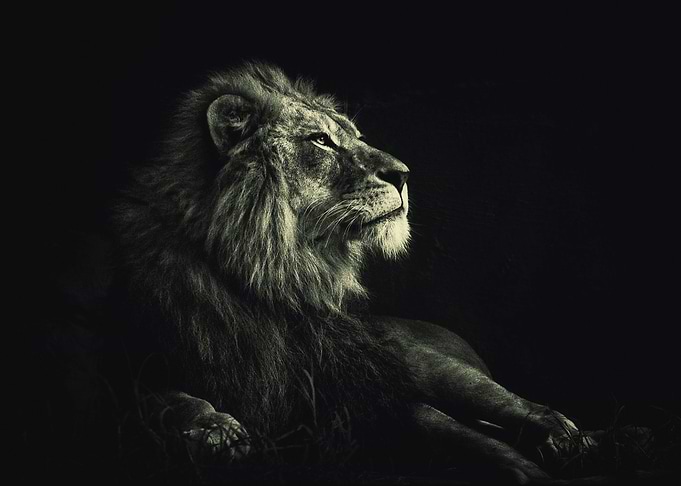 wild lion poster king