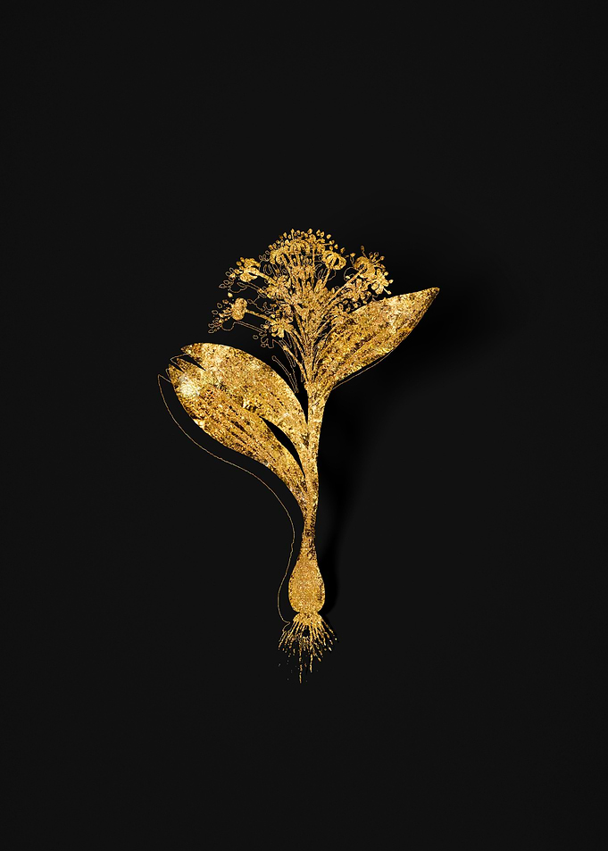 Gold Flora on Black