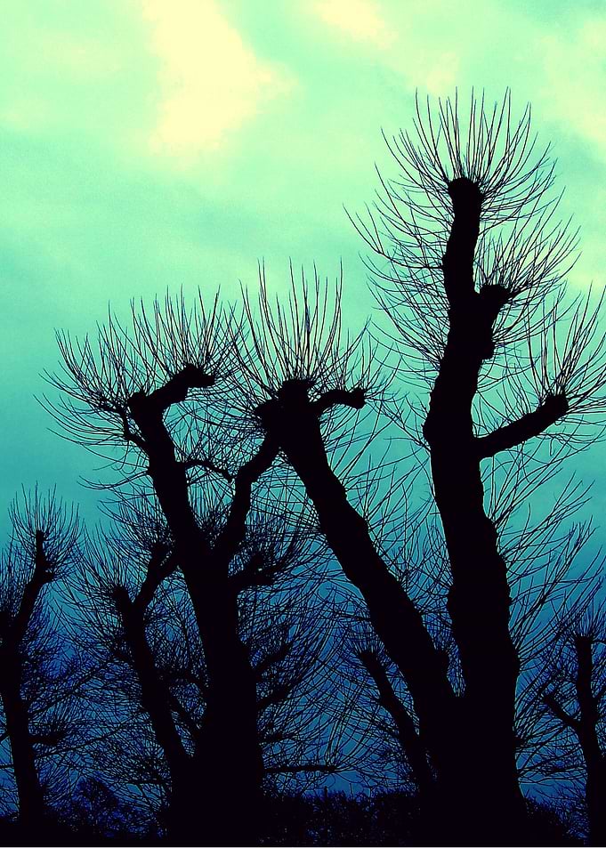 Winter Dusk