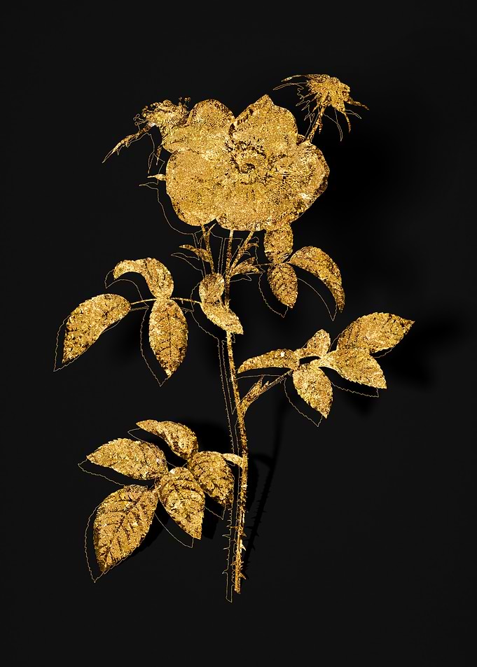 Gold Flower on Black