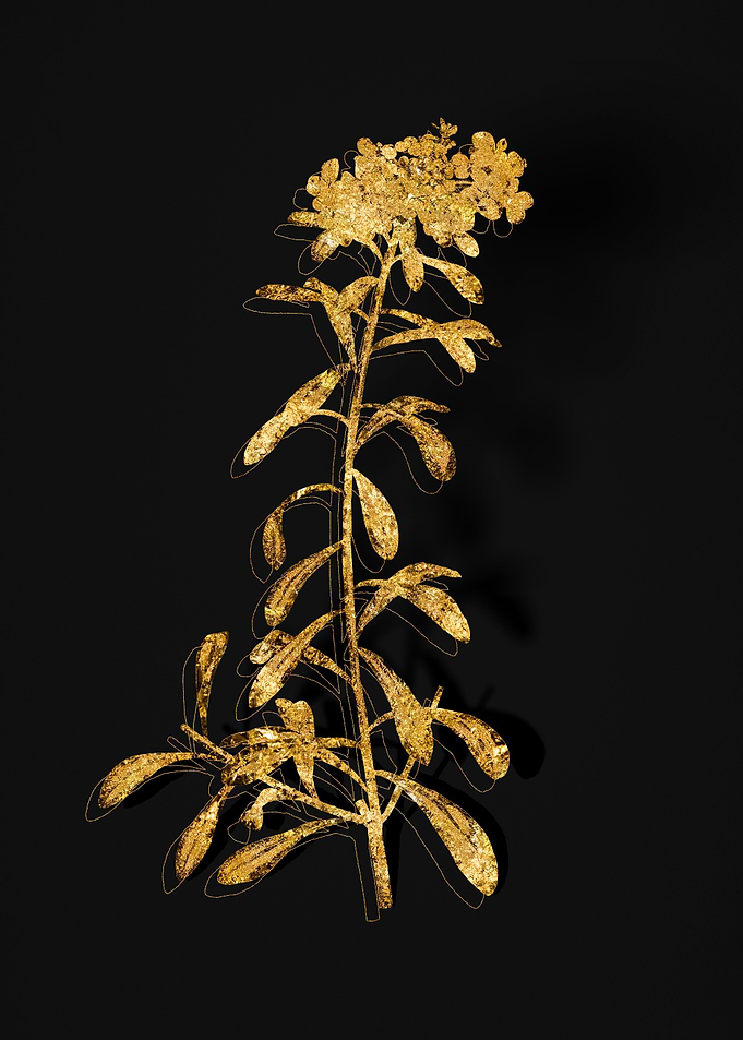 Gold Flower on Black