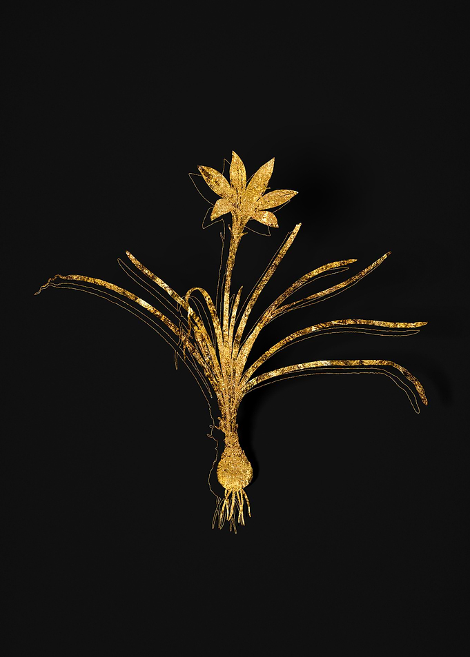 Gold Flora on Black