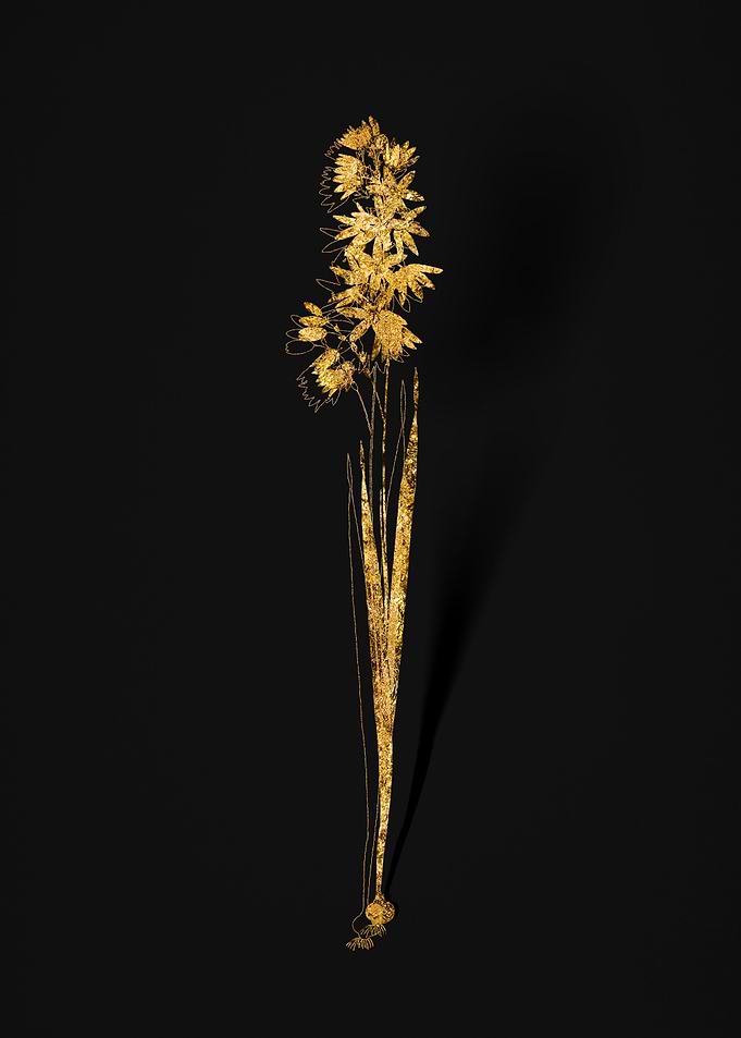 Gold Botanical on Black