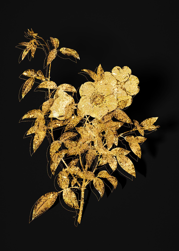 Gold Flower on Black