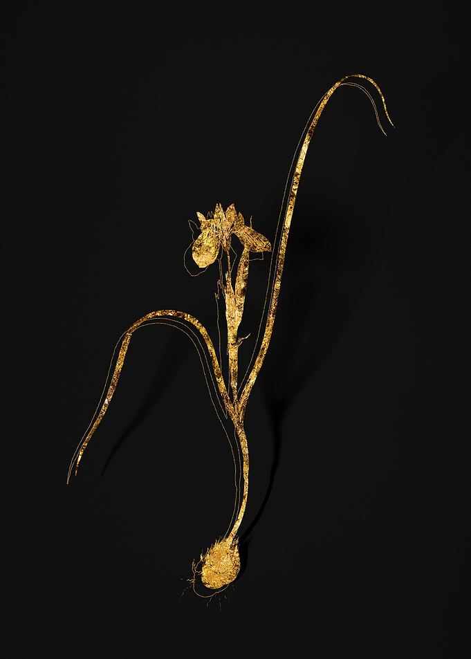 Gold Flora on Black