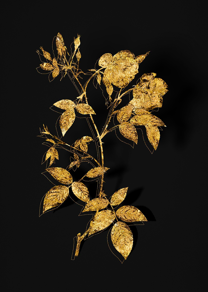 Gold Botanical on Black