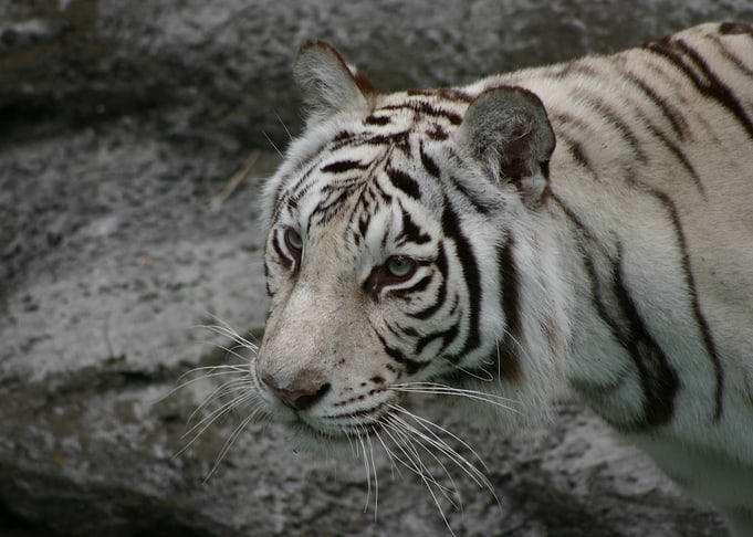 White Tiger