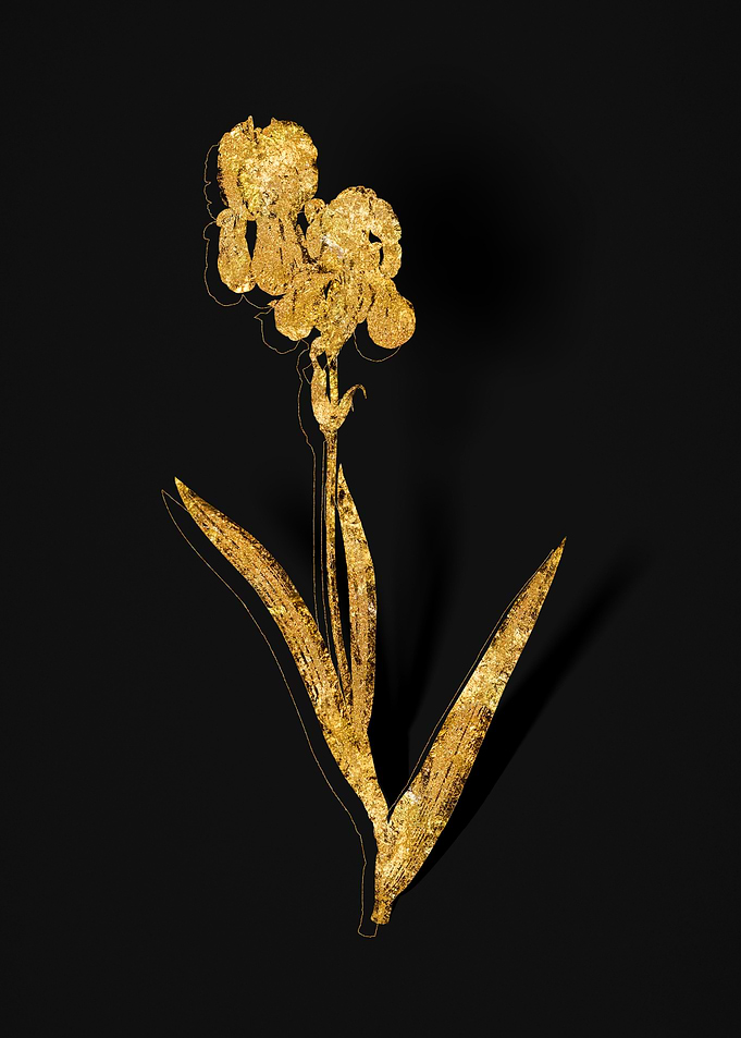 Gold Botanical on Black