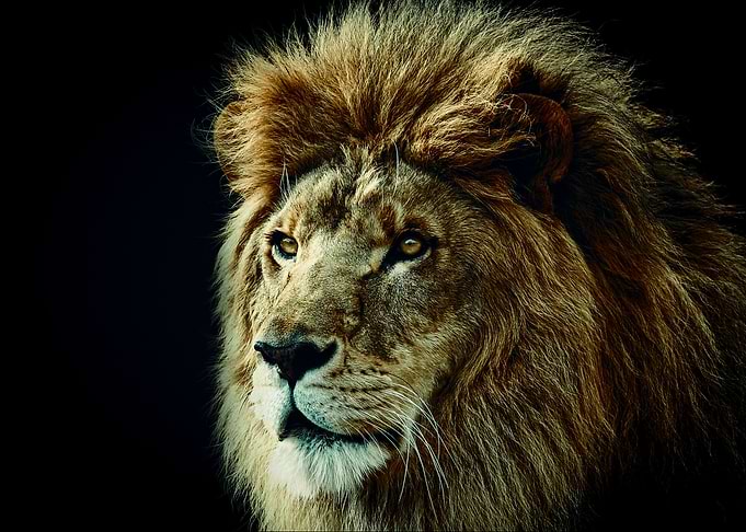 wild lion face poster