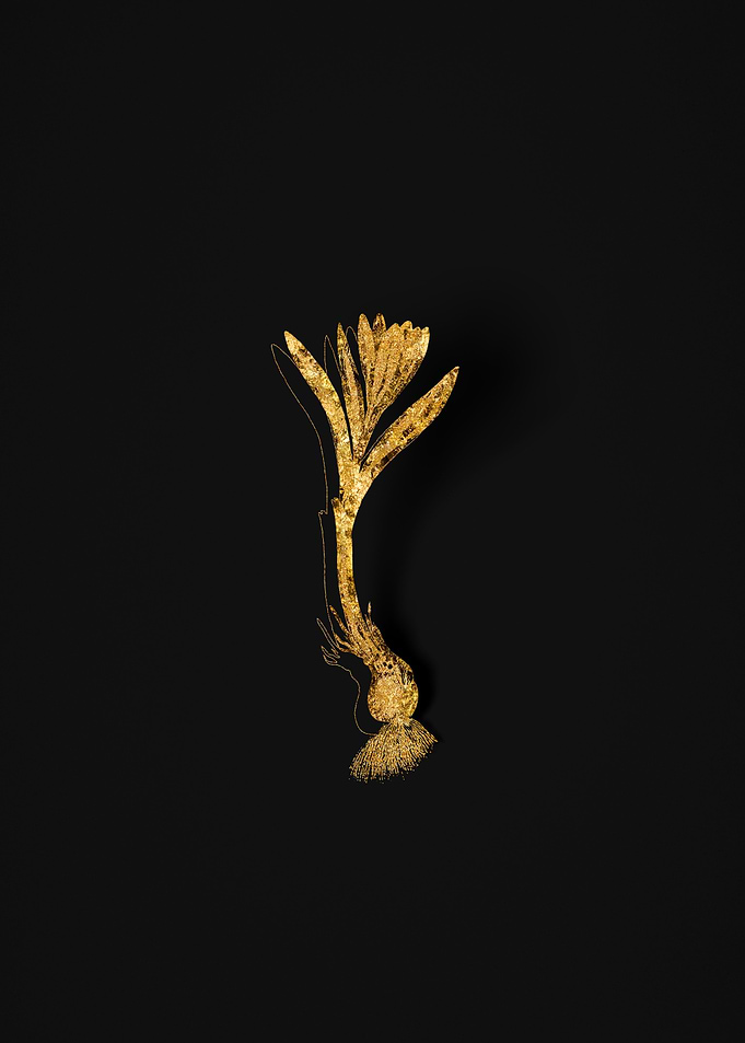 Gold Flower on Black