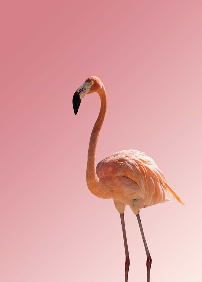 Flamico Collection