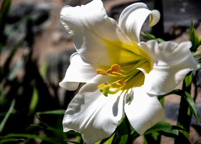 Madonna lily in garden