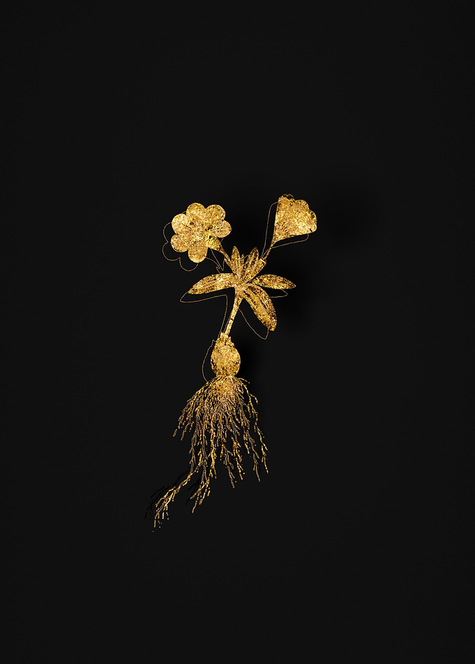 Gold Botanical on Black