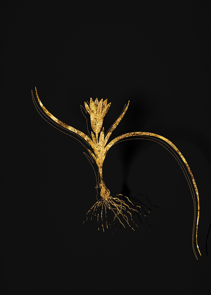 Gold Flora on Black