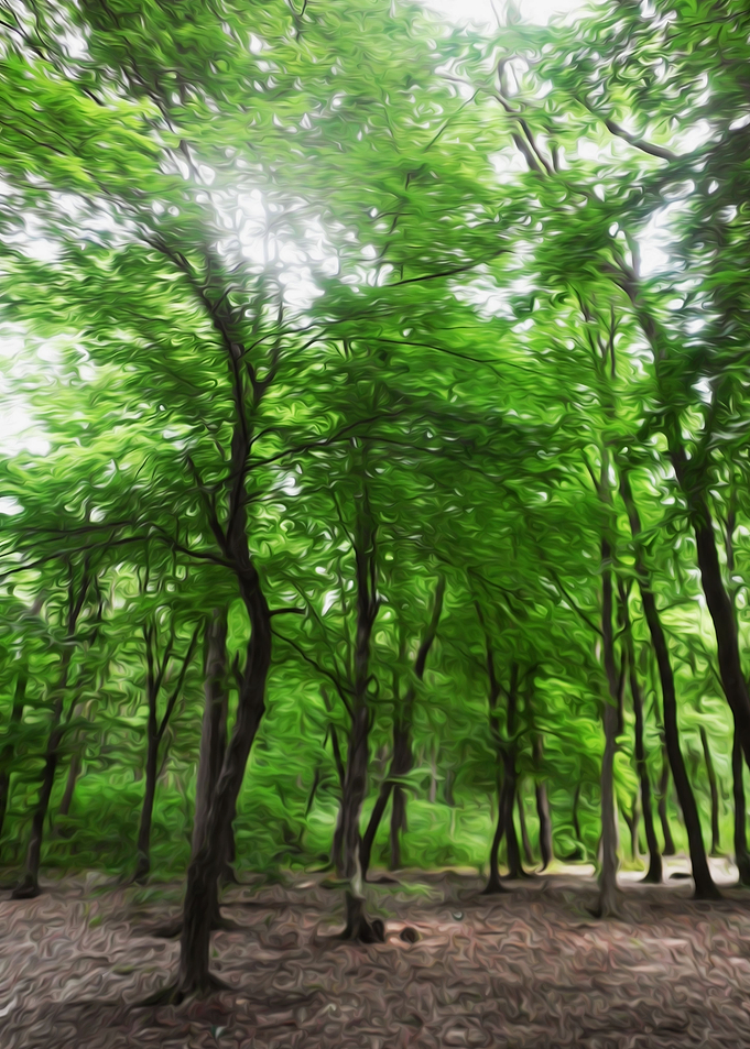 Forest dance