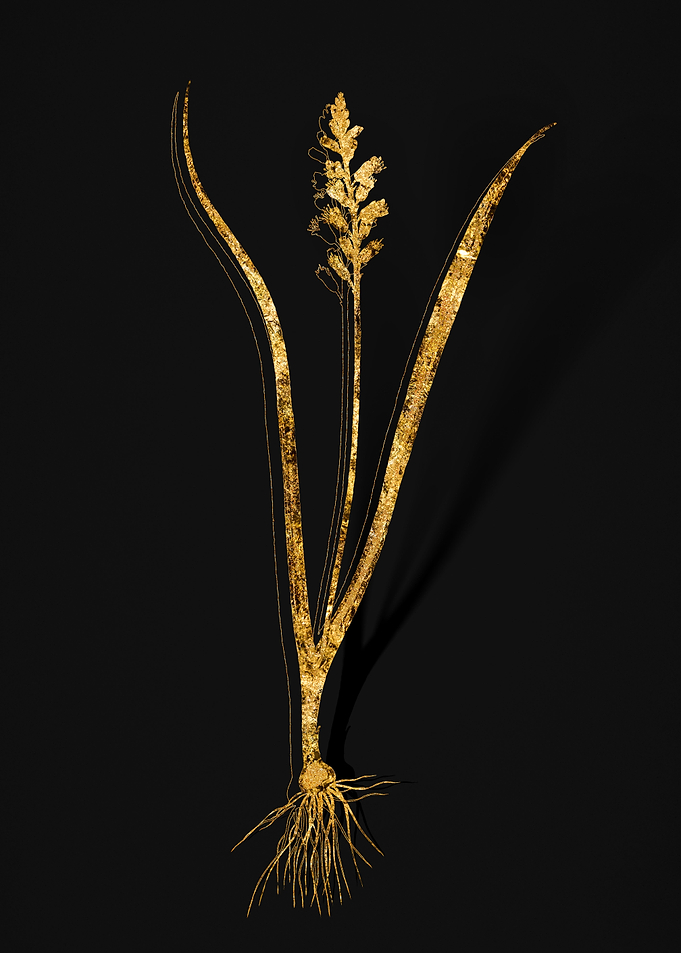 Gold Flora on Black