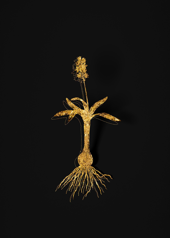 Gold Flower on Black