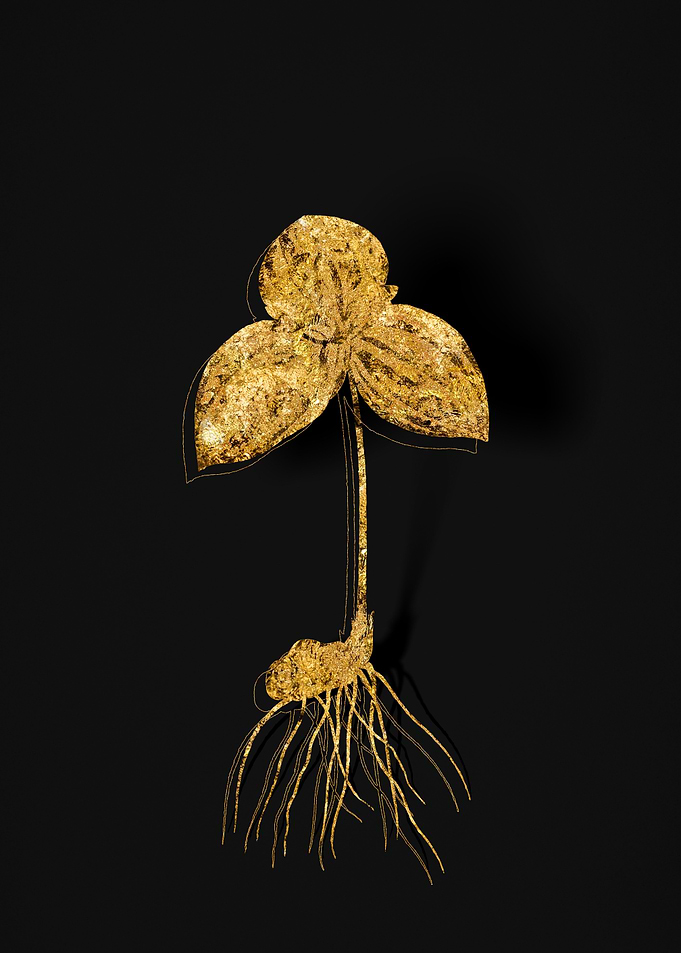 Gold Botanical on Black