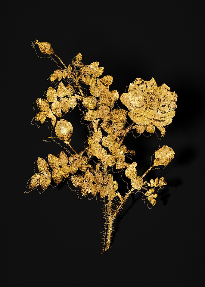 Gold Flower on Black