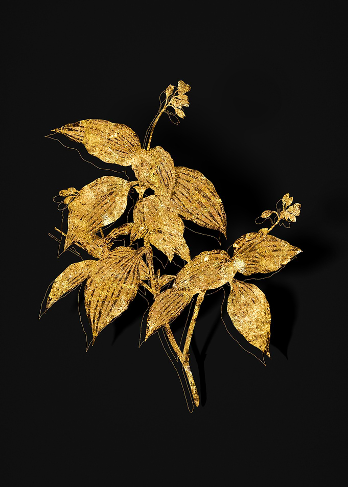 Gold Botanical on Black