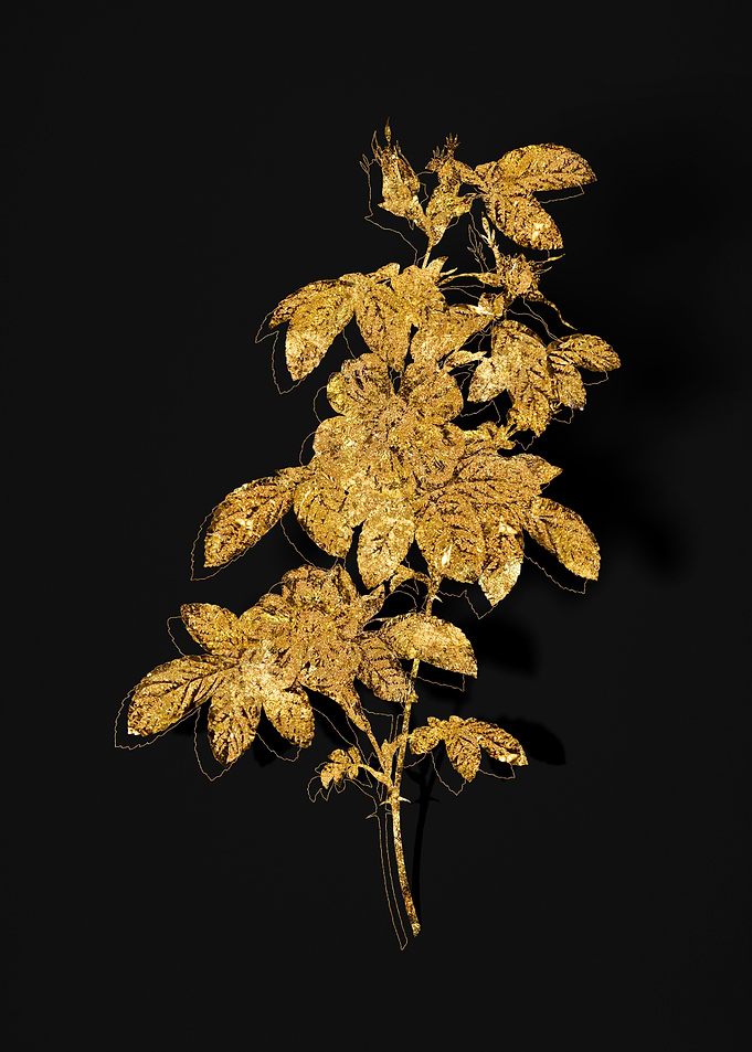 Gold Flower on Black