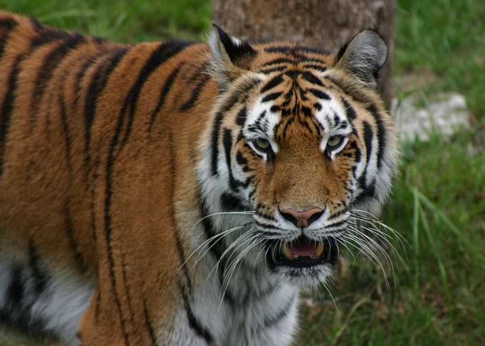 Bengal Tiger