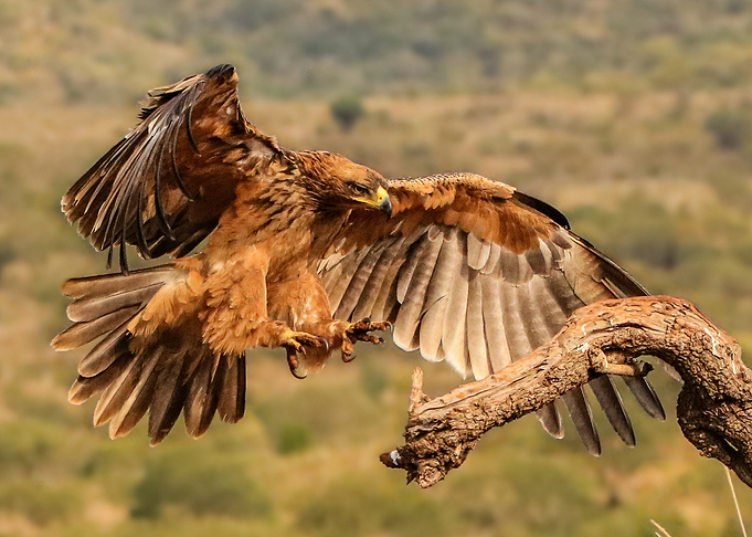 Tawny Eagle