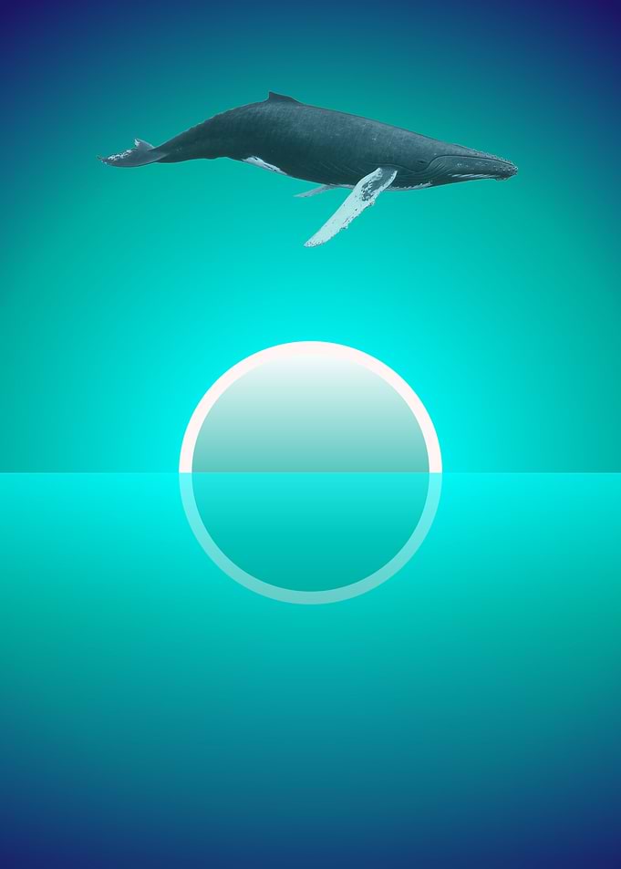 First whale