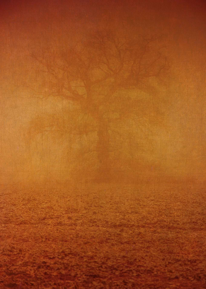 The Solitary Oak