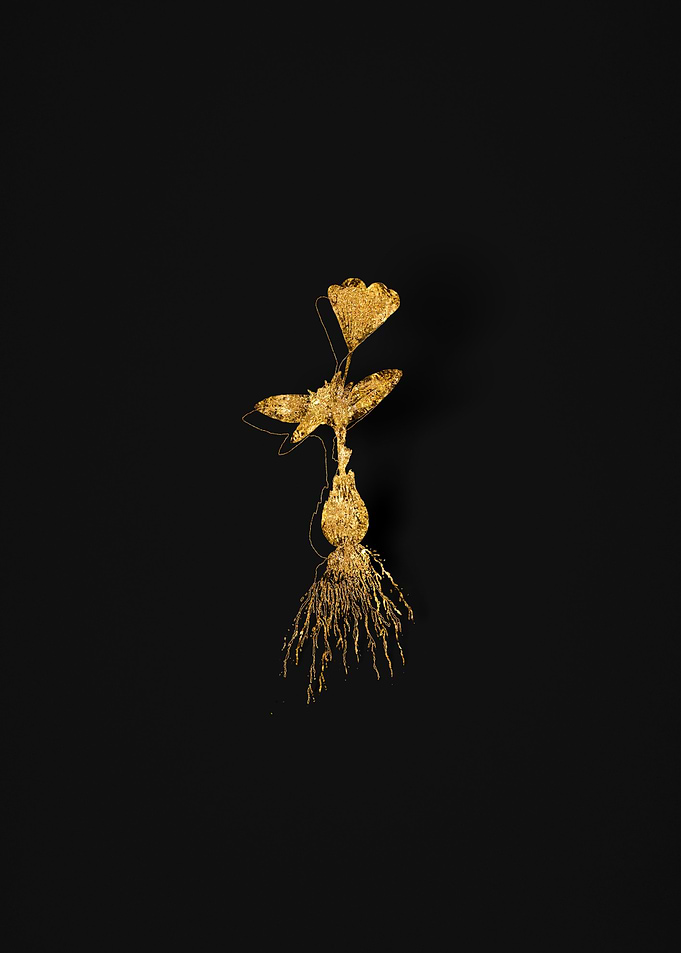 Gold Botanical on Black