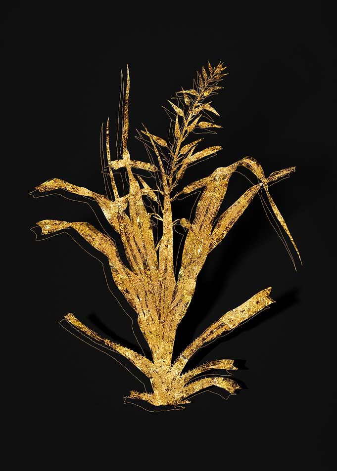 Gold Flora on Black