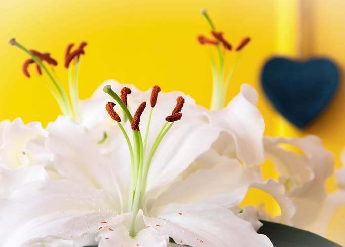 Madonna lily with heart