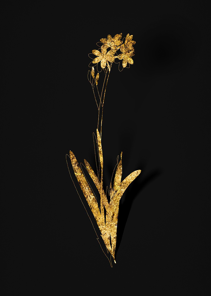 Gold Botanical on Black