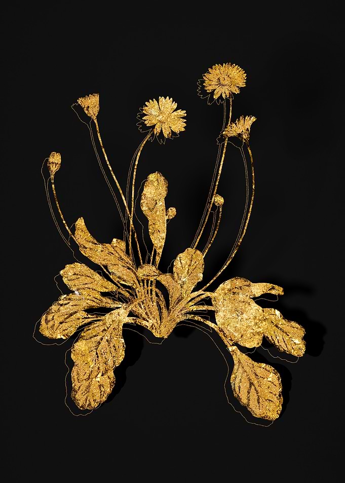 Gold Flora on Black