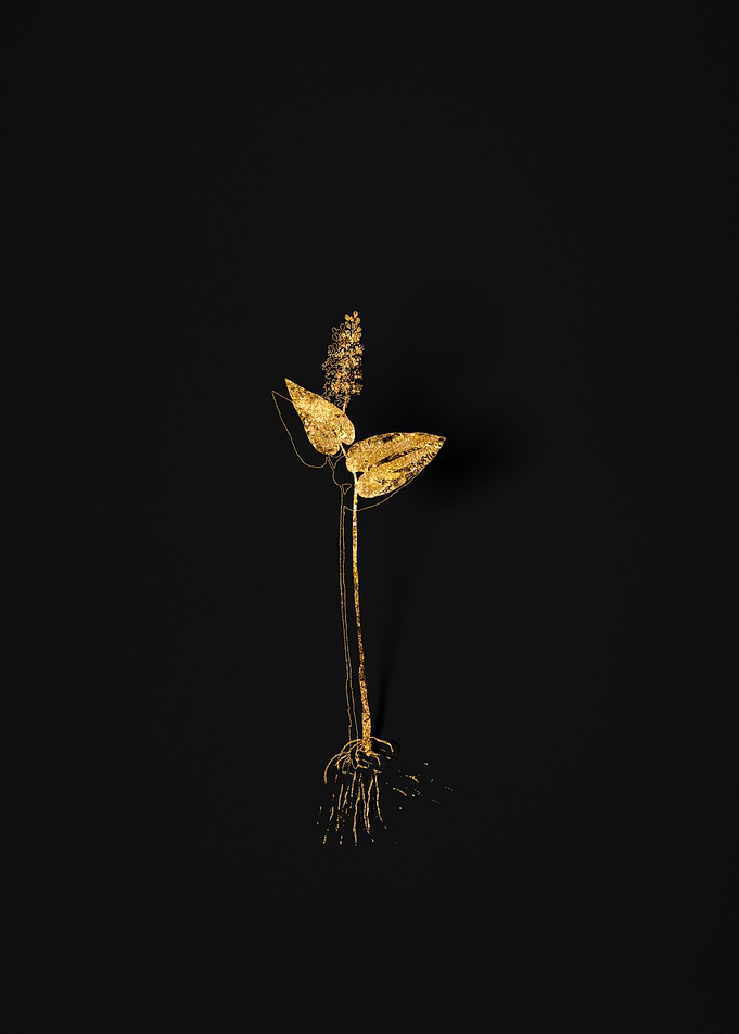 Gold Flora on Black