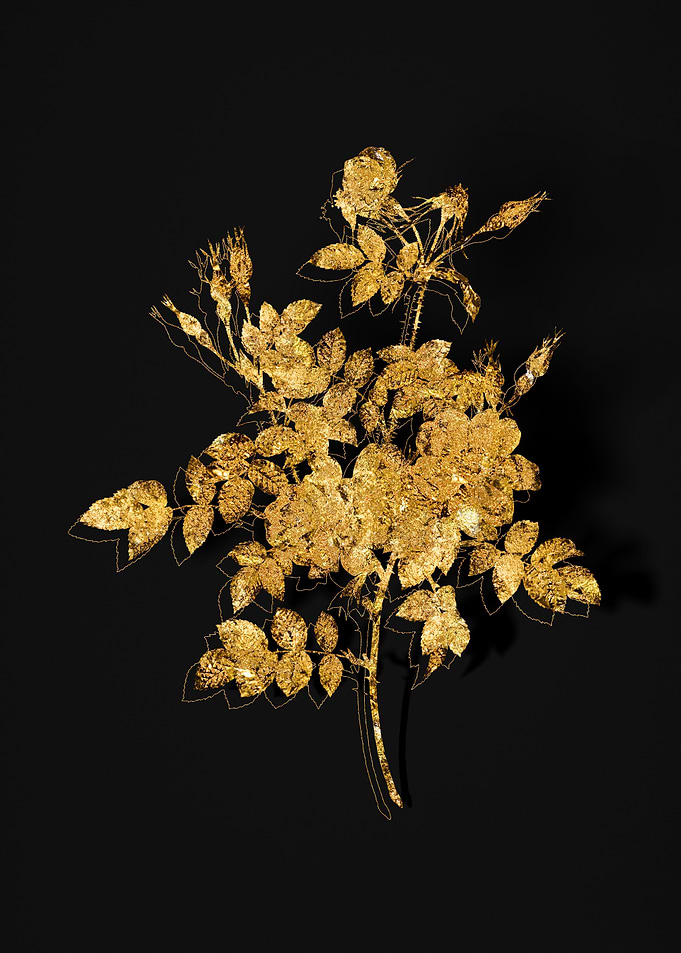 Gold Flora on Black