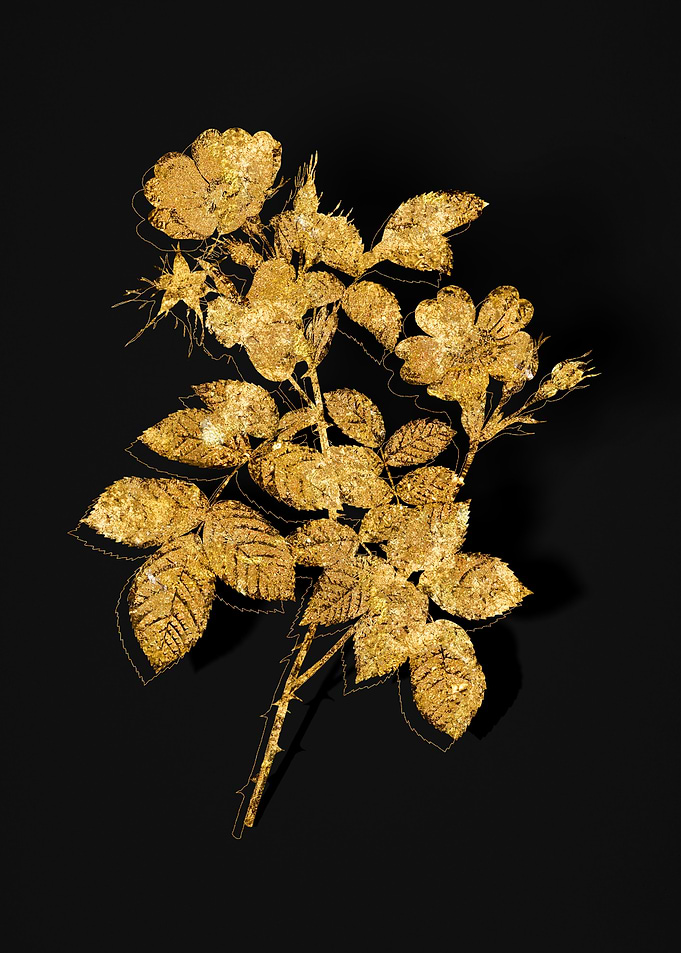Gold Flower on Black