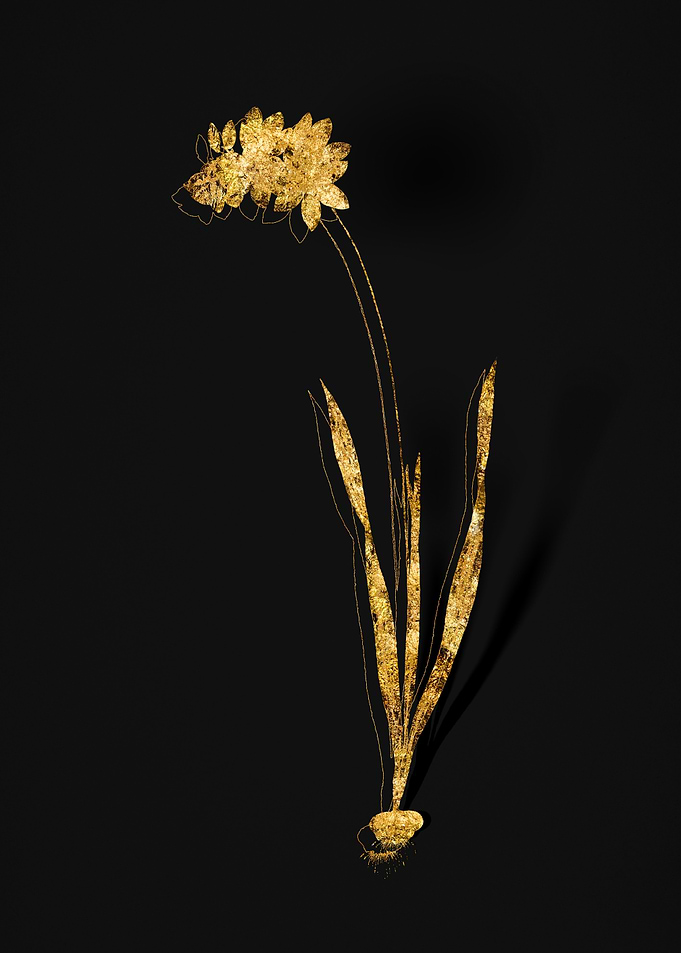 Gold Flower on Black