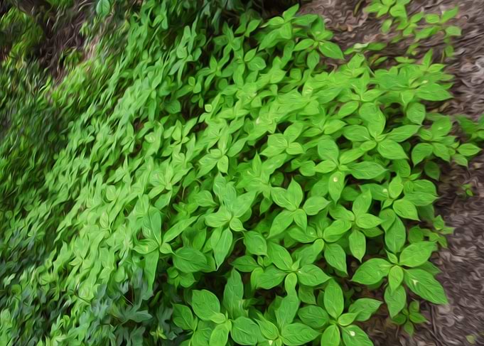 Forest plants