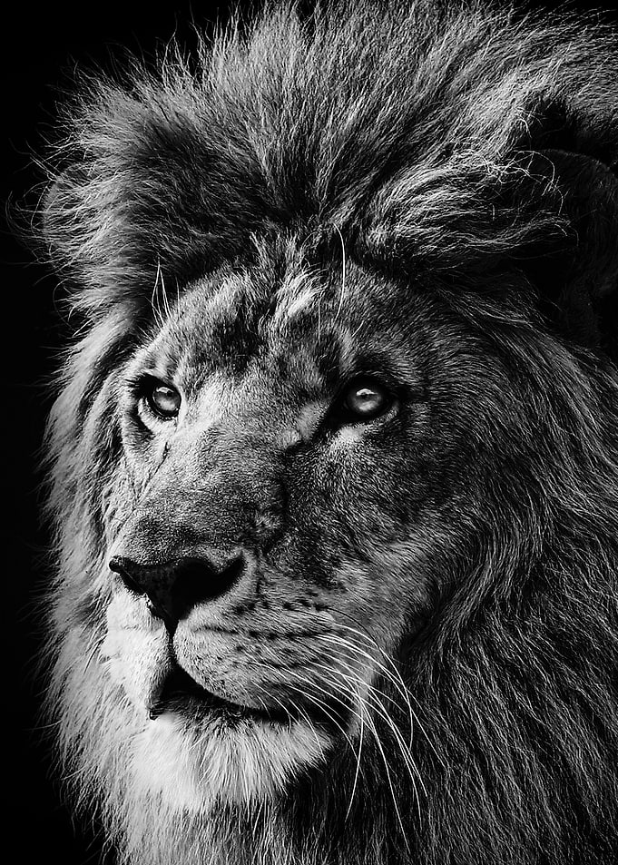 lion face black and white