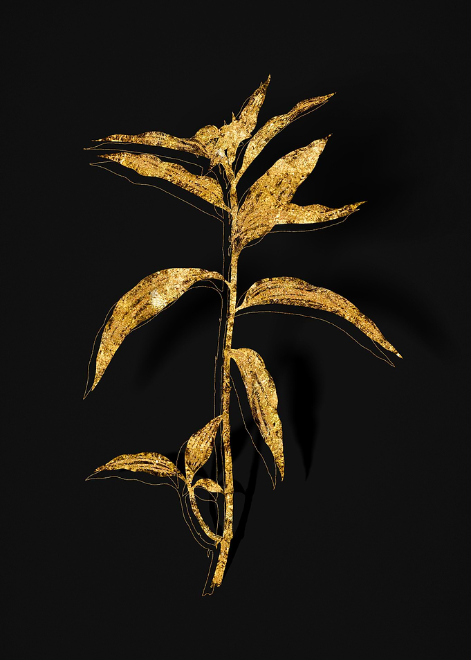 Gold Botanical on Black
