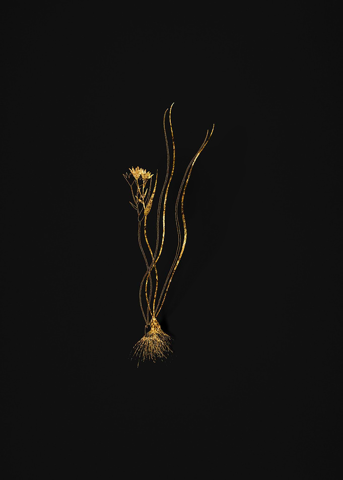 Gold Botanical on Black