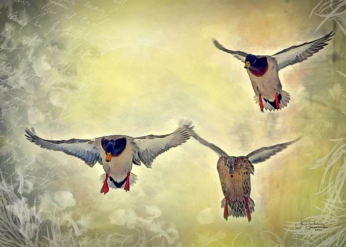 Duck Landing