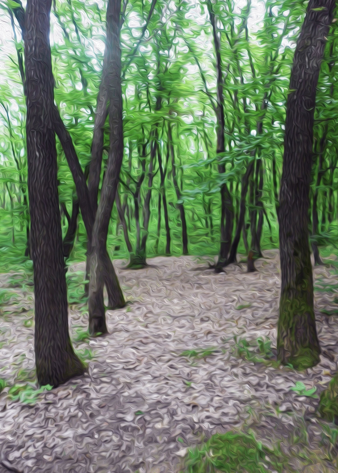 Forest sanctuary